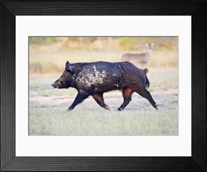 Framed Print : Feral Hog (Sus scrofa) male (boar) running wild in Willacy County, s. Texas, USA Framed Print : Feral Hog (Sus scrofa) male (boar) running wild in Willacy County, s. Texas, USA