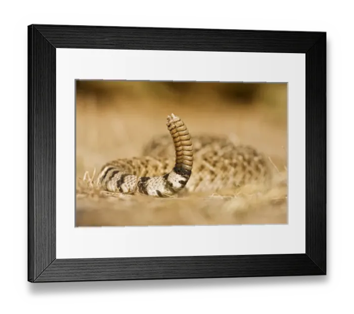 Framed Print : Diamondback Rattlesnake (Crotalus atrox), adult, Hidalgo County, south Texas, USA Framed Print : Diamondback Rattlesnake (Crotalus atrox), adult, Hidalgo County, south Texas, USA