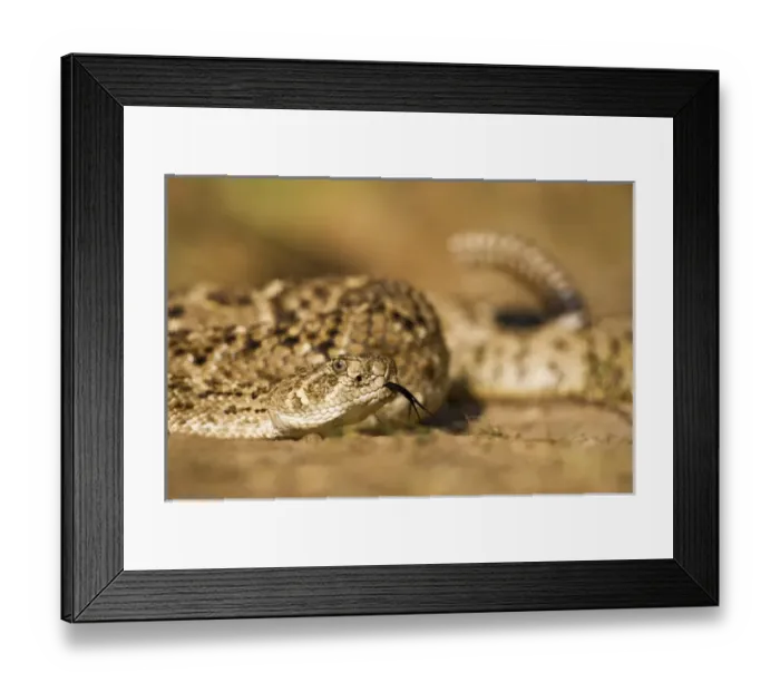 Framed Print : Diamondback Rattlesnake (Crotalus atrox), adult, Hidalgo County, south Texas, USA Framed Print : Diamondback Rattlesnake (Crotalus atrox), adult, Hidalgo County, south Texas, USA
