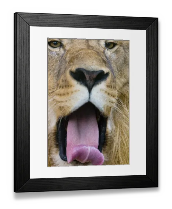 Framed Print : African lion, Panthera leo, the worlds largest cat is known as the king of beasts