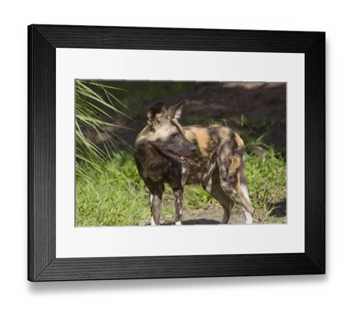Framed Print : African wild dog, Lycaon pictus, a social predator, unique pack-living canid, most endangered