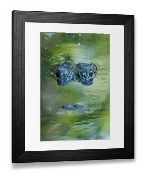 Framed Print : American alligator, Alligator mississippiensis, inhabits water and wetlands in Framed Print : American alligator, Alligator mississippiensis, inhabits water and wetlands in