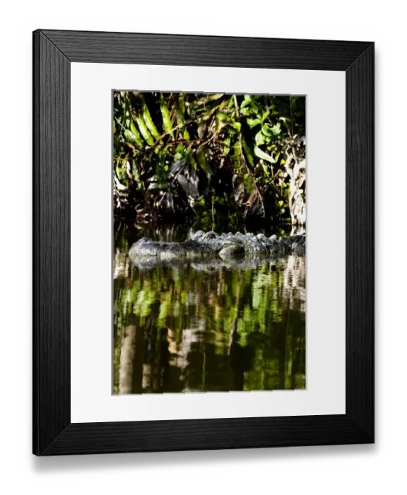 Framed Print : American alligator, Alligator mississippiensis, inhabits water and wetlands in Framed Print : American alligator, Alligator mississippiensis, inhabits water and wetlands in