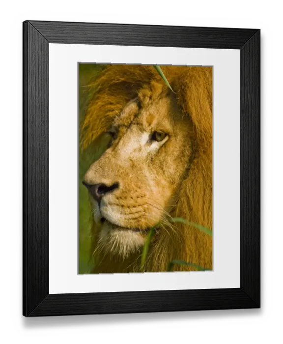 Framed Print : African lion, Panthera leo, the worlds largest cat is known as the king of beasts