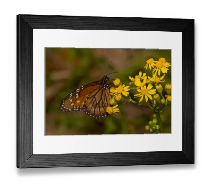 Framed Print : The Queen butterfly (Danaus gilippus), native to the southern United States to Panama