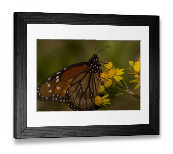 Framed Print : The Queen butterfly (Danaus gilippus), native to the southern United States to Panama Framed Print : The Queen butterfly (Danaus gilippus), native to the southern United States to Panama