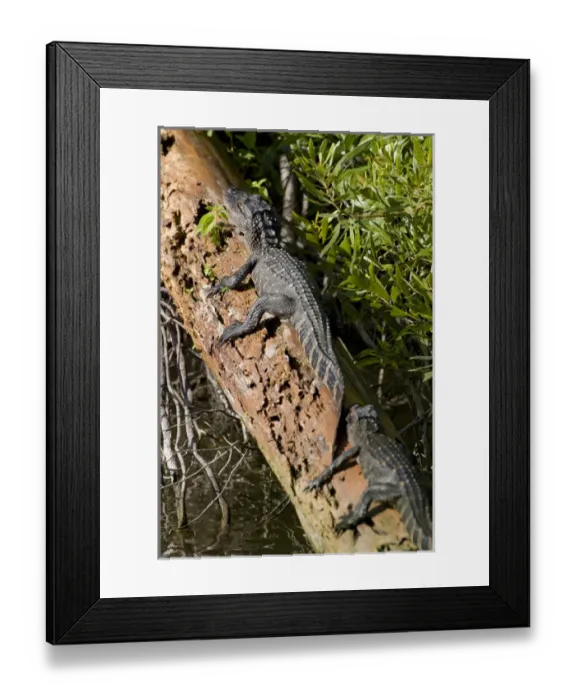 Framed Print : American alligator, Alligator mississippiensis, inhabits water and wetlands in Framed Print : American alligator, Alligator mississippiensis, inhabits water and wetlands in