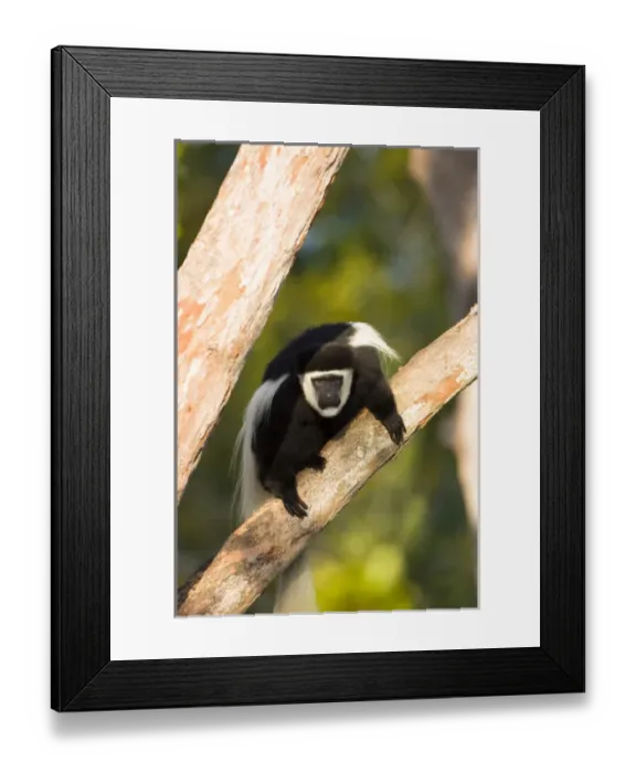 Framed Print : Colobus monkey, Colobus guereza occidentalis, native to rainforests of central Africa Framed Print : Colobus monkey, Colobus guereza occidentalis, native to rainforests of central Africa