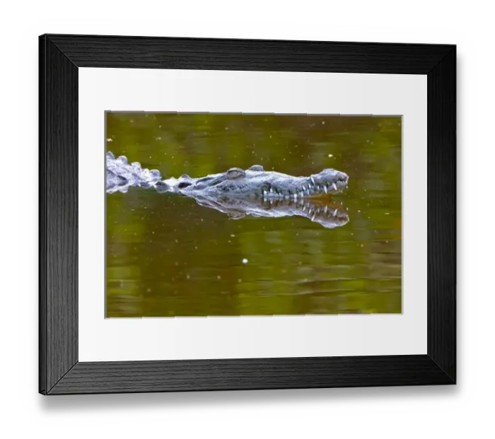 Framed Print : American crocodile, Crocodylus acutus, native to Southern United States, Central and South America Framed Print : American crocodile, Crocodylus acutus, native to Southern United States, Central and South America