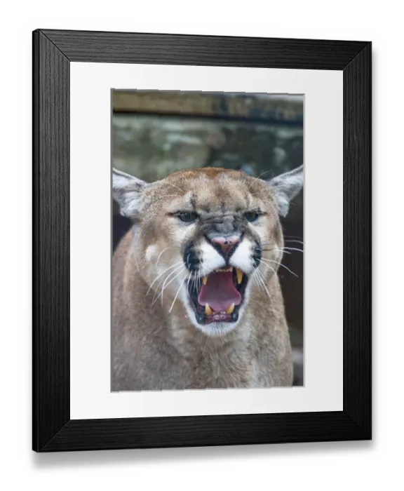 Framed Print : Cougar, mountain lion, Florida panther, Puma concolor, has greatest distribution Framed Print : Cougar, mountain lion, Florida panther, Puma concolor, has greatest distribution