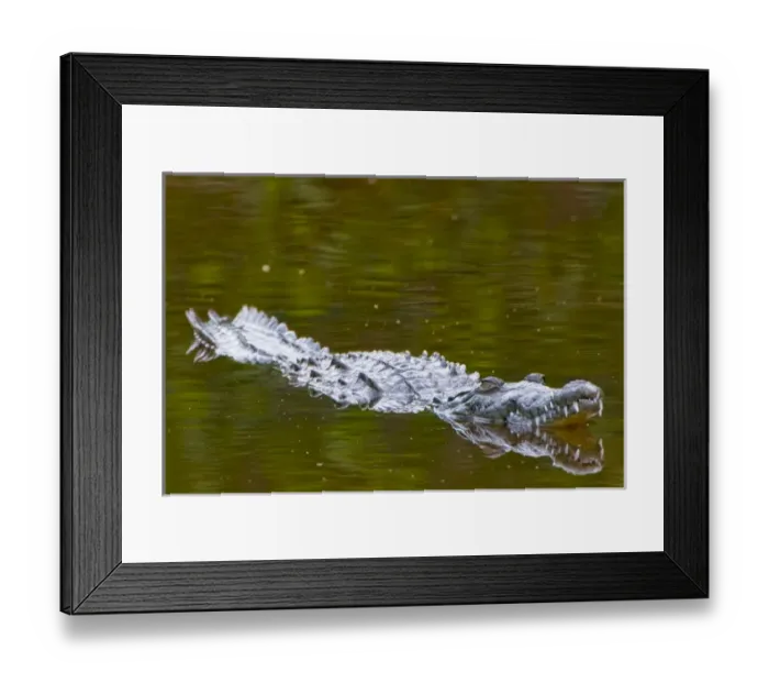 Framed Print : American crocodile, Crocodylus acutus, native to Southern United States, Central and South America Framed Print : American crocodile, Crocodylus acutus, native to Southern United States, Central and South America