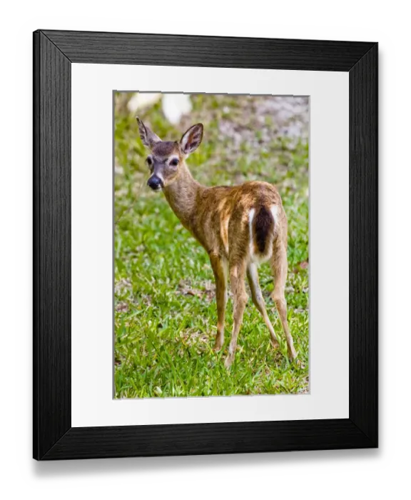 Framed Print : Key deer, Odocoileus virginianus clavium, the smallest of the white-tailed deer Framed Print : Key deer, Odocoileus virginianus clavium, the smallest of the white-tailed deer