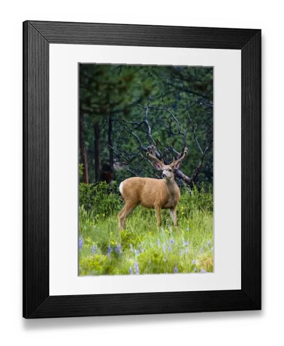 Framed Print : Mule deer, Odocoileus hemionus, are the most popular western species of deer. Hunted Framed Print : Mule deer, Odocoileus hemionus, are the most popular western species of deer. Hunted