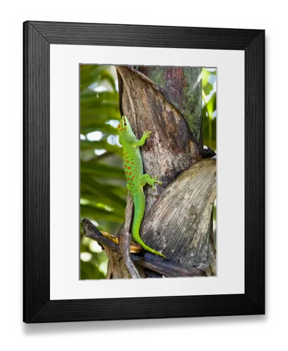 Framed Print : A day gecko crawls up a palm tree. Native to Madagascar. Phelsuma madagascariensis Framed Print : A day gecko crawls up a palm tree. Native to Madagascar. Phelsuma madagascariensis