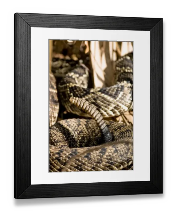 Framed Print : Eastern diamondback rattlesnake, Crotalus adamanteus, is becoming an increasingly
