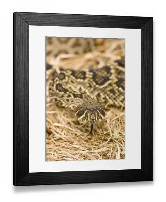 Framed Print : Eastern diamondback rattlesnake, Crotalus adamanteus, is becoming an increasingly