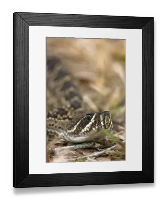 Framed Print : Eastern diamondback rattlesnake, Crotalus adamanteus, is becoming an increasingly