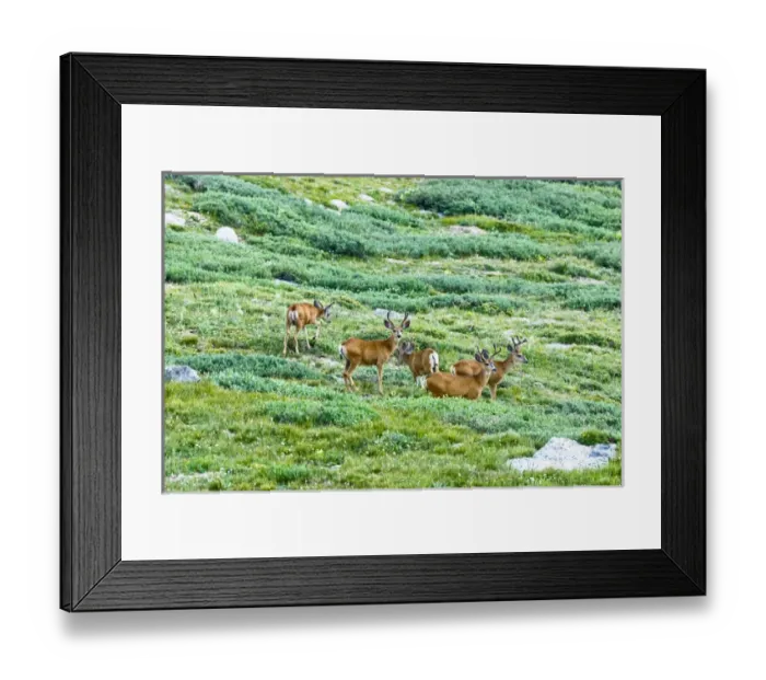 Framed Print : Mule deer, Odocoileus hemionus, are the most popular western species of deer. Hunted Framed Print : Mule deer, Odocoileus hemionus, are the most popular western species of deer. Hunted