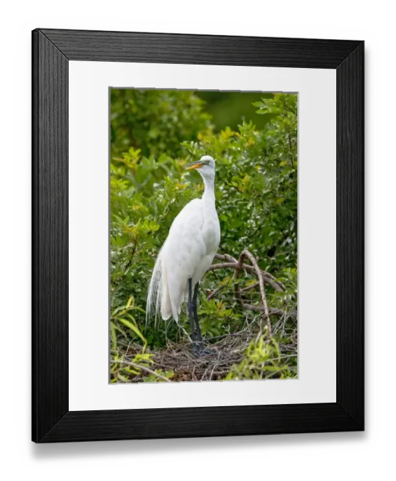 Framed Print : An adult great egret stands on a nest at a rookery near Venice, Florida. Exotic