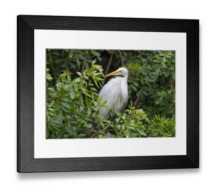 Framed Print : An adult great egret stands on a nest at a rookery near Venice, Florida. Exotic Framed Print : An adult great egret stands on a nest at a rookery near Venice, Florida. Exotic