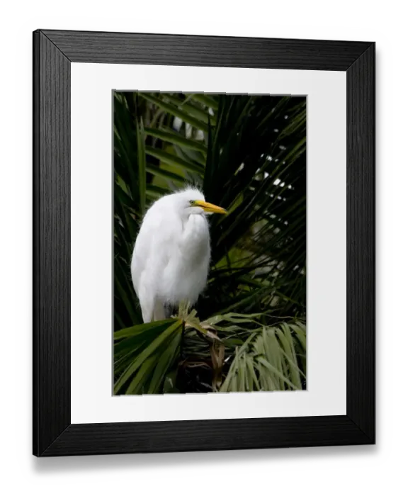 Framed Print : An adult great egret perches at a rookery at Naples Zoo in southwest Florida Framed Print : An adult great egret perches at a rookery at Naples Zoo in southwest Florida