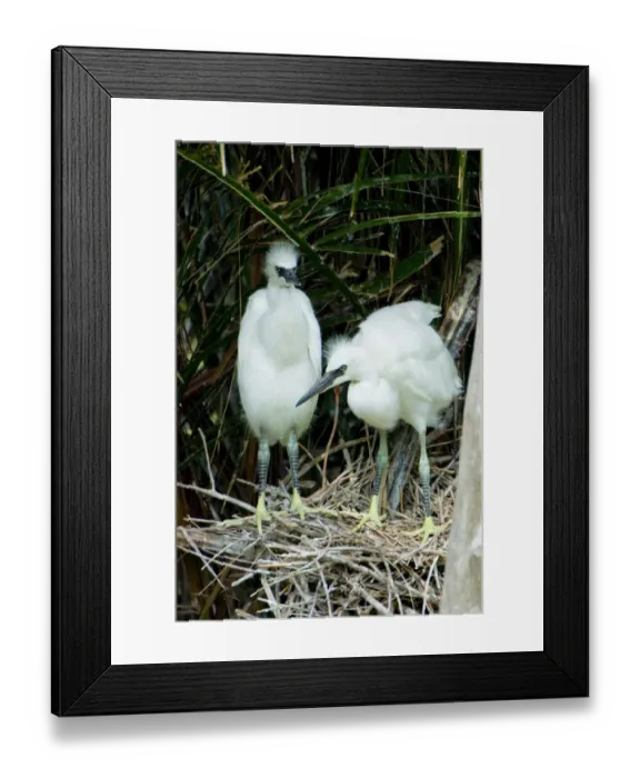 Framed Print : Two hatchling snowy egrets spy the surrounding area from their nest at Naples Zoo Framed Print : Two hatchling snowy egrets spy the surrounding area from their nest at Naples Zoo