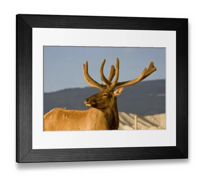 Framed Print : Farm-reared Rocky Mountain elk are bred to maximize genetic qualities, then introduced Framed Print : Farm-reared Rocky Mountain elk are bred to maximize genetic qualities, then introduced