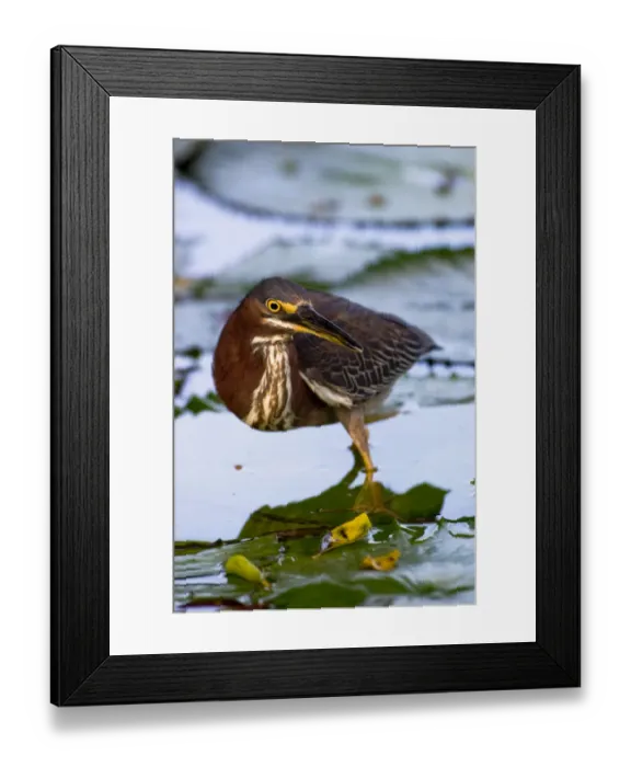 Framed Print : A green-backed heron walks across the water on top of water lilies, searching for insects Framed Print : A green-backed heron walks across the water on top of water lilies, searching for insects