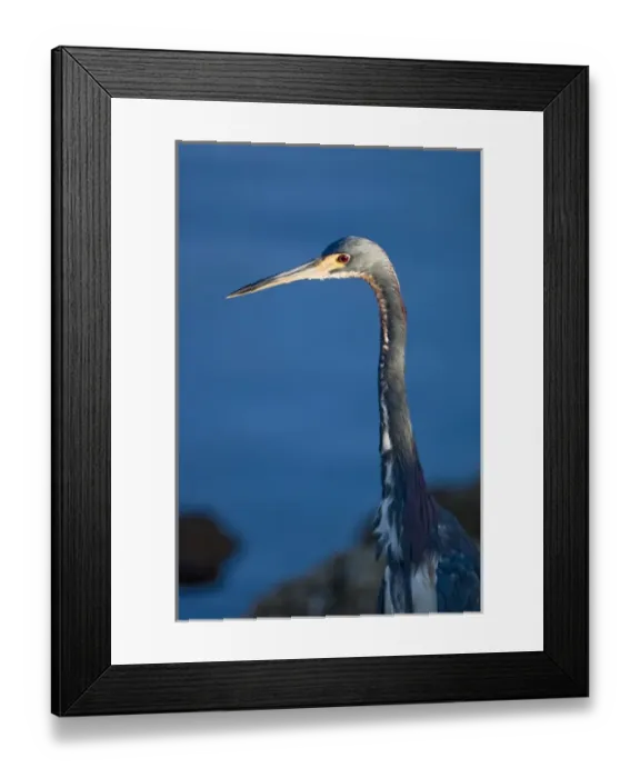 Framed Print : A tri-colored heron on the edge of a mangrove slough at J. N. Ding Darling