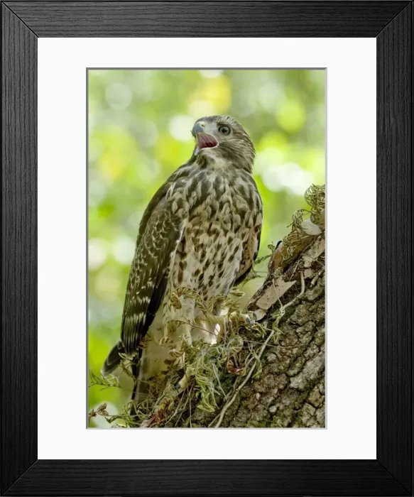 Framed Print : An immature red-shouldered hawk calls from a perch on an oak tree within the Fakahatchee Framed Print : An immature red-shouldered hawk calls from a perch on an oak tree within the Fakahatchee