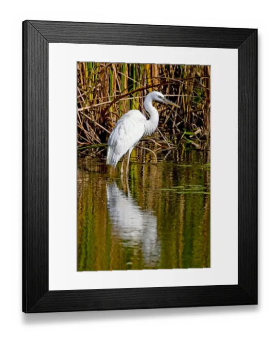 Framed Print : A rare great white heron in southern Florida carefully wades a shallow pond for fish