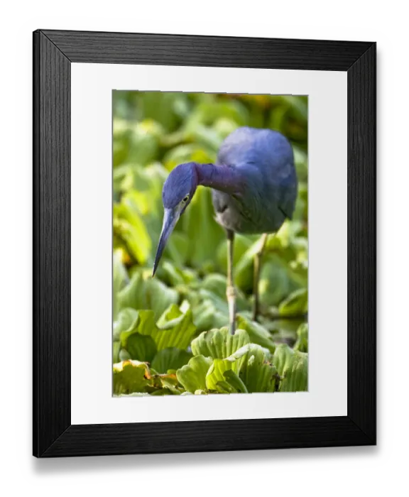 Framed Print : A little blue heron walks across the water on top of water lettuce at Corkscrew Audubon Framed Print : A little blue heron walks across the water on top of water lettuce at Corkscrew Audubon