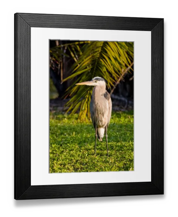 Framed Print : A great blue heron stands solitare, overlooking a wetland Framed Print : A great blue heron stands solitare, overlooking a wetland