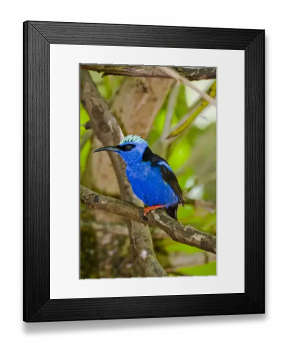 Framed Print : The Purple Honeycreeper, Cyanerpes caeruleus, is a small bird in the tanager family Framed Print : The Purple Honeycreeper, Cyanerpes caeruleus, is a small bird in the tanager family