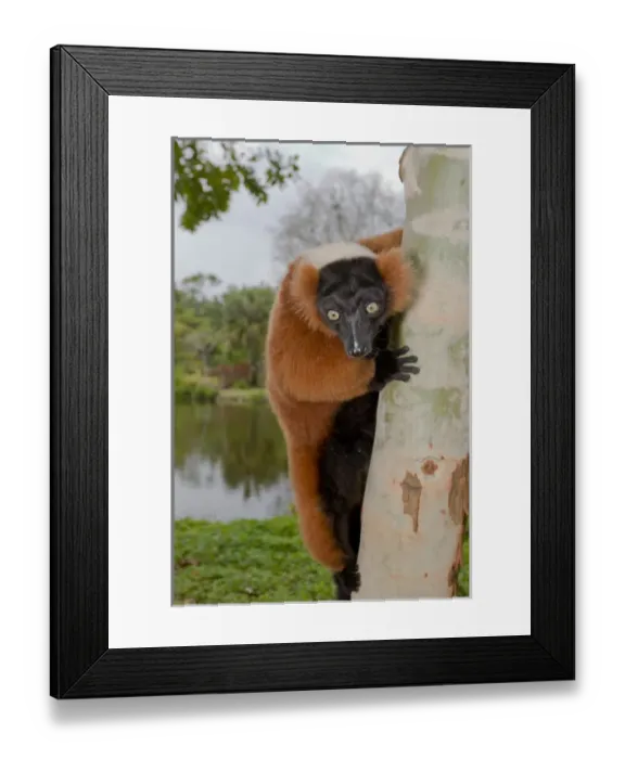 Framed Print : A red ruffed lemur, Varecia variegata rubra, is now only found in the wild in remaining Framed Print : A red ruffed lemur, Varecia variegata rubra, is now only found in the wild in remaining