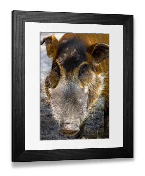 Framed Print : The Red River Hog (Potamochoerus porcus), is a wild member of the pig family that Framed Print : The Red River Hog (Potamochoerus porcus), is a wild member of the pig family that