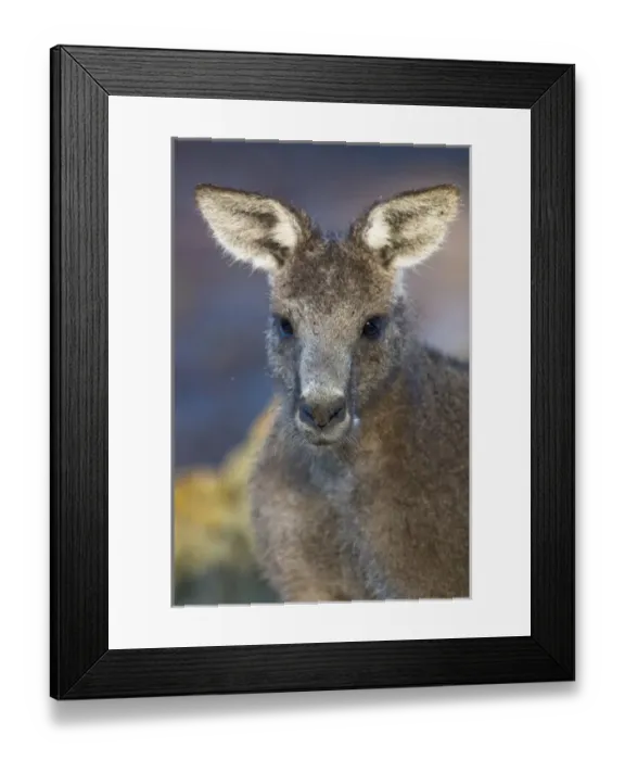 Framed Print : The Eastern Grey Kangaroo (Macropus giganteus) is a marsupial found in southern