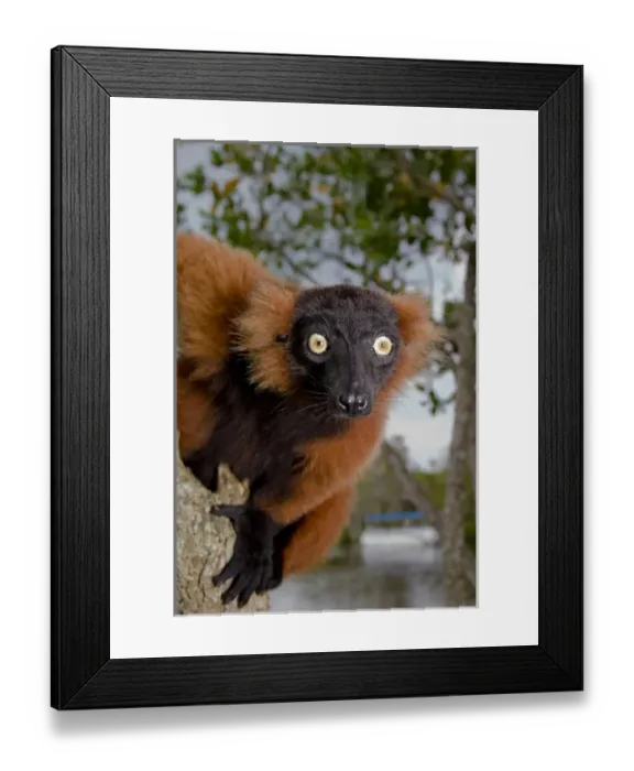 Framed Print : A red ruffed lemur, Varecia variegata rubra, is now only found in the wild in remaining