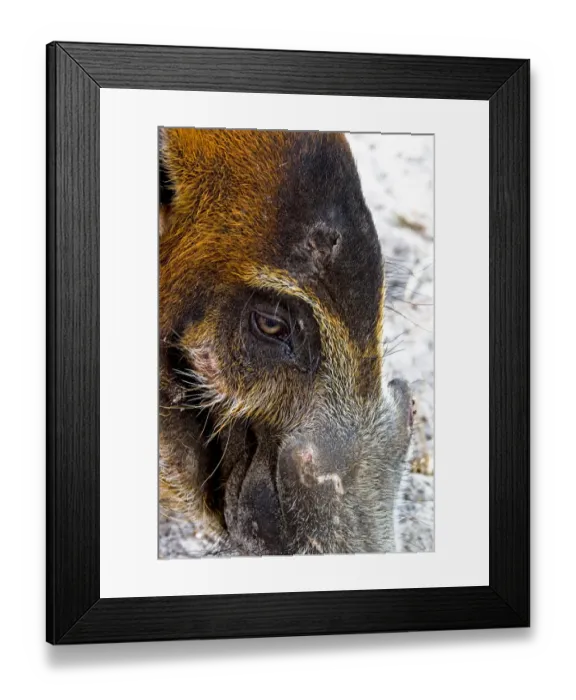 Framed Print : The Red River Hog (Potamochoerus porcus), is a wild member of the pig family that Framed Print : The Red River Hog (Potamochoerus porcus), is a wild member of the pig family that