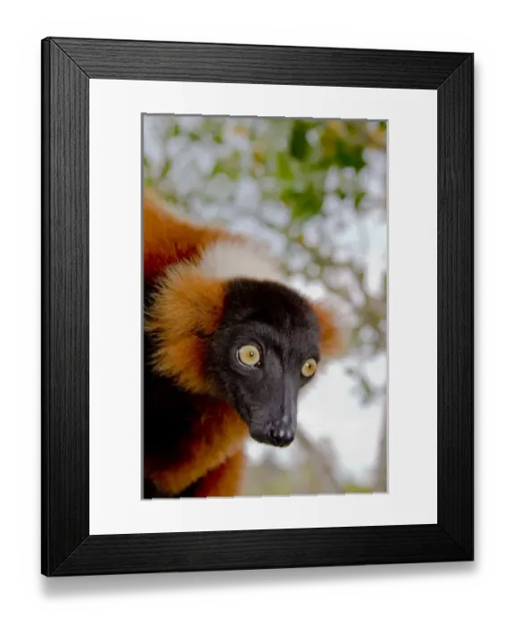 Framed Print : A red ruffed lemur, Varecia variegata rubra, is now only found in the wild in remaining Framed Print : A red ruffed lemur, Varecia variegata rubra, is now only found in the wild in remaining