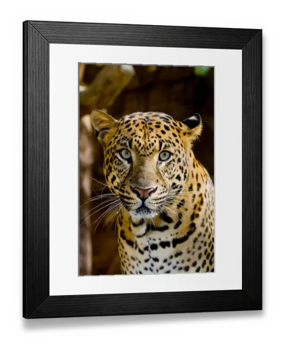 Framed Print : The leopard (Panthera pardus) is an Old World mammal of the Felidae family