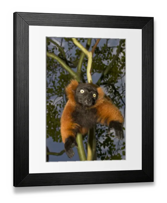Framed Print : A red ruffed lemur, Varecia variegata rubra, is now only found in the wild in remaining Framed Print : A red ruffed lemur, Varecia variegata rubra, is now only found in the wild in remaining