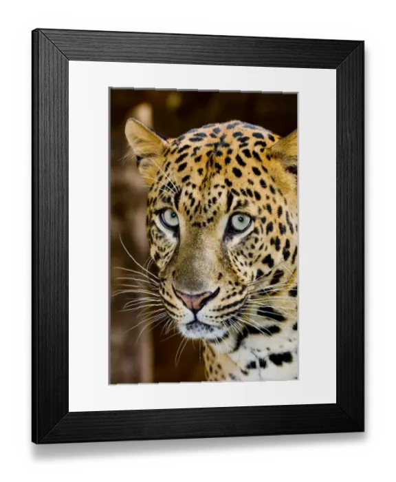 Framed Print : The leopard (Panthera pardus) is an Old World mammal of the Felidae family Framed Print : The leopard (Panthera pardus) is an Old World mammal of the Felidae family