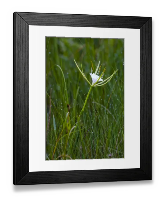 Framed Print : The fragrant alligator lily, Hymenocallis palmeri, is a perennial flower found in open wetlands