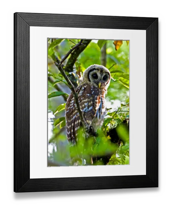 Framed Print : A fledgling barred owl is perched in a bald cypress tree within the Big Cypress National Framed Print : A fledgling barred owl is perched in a bald cypress tree within the Big Cypress National