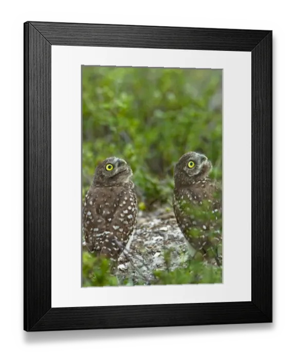 Framed Print : Burrowing owls are a popular site on Marco Island, Florida where they excavate