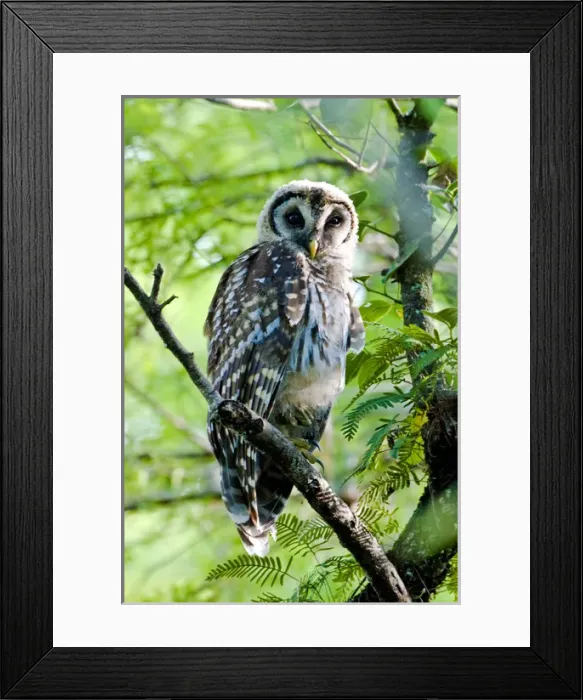 Framed Print : A fledgling barred owl is perched in a bald cypress tree within the Big Cypress National Framed Print : A fledgling barred owl is perched in a bald cypress tree within the Big Cypress National
