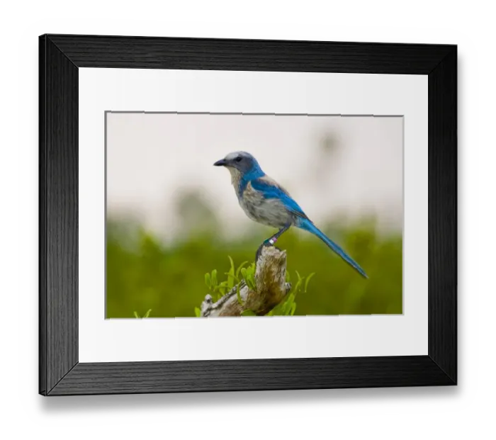 Framed Print : The endangered scrub jay is natibe to rare scrub habitats in Florida. Their friendly Framed Print : The endangered scrub jay is natibe to rare scrub habitats in Florida. Their friendly
