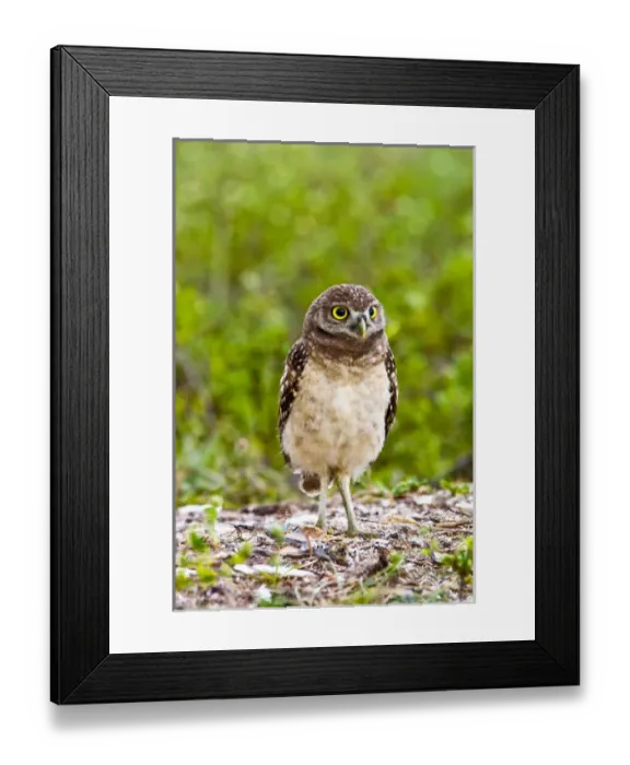 Framed Print : Burrowing owls are a popular site on Marco Island, Florida where they excavate Framed Print : Burrowing owls are a popular site on Marco Island, Florida where they excavate
