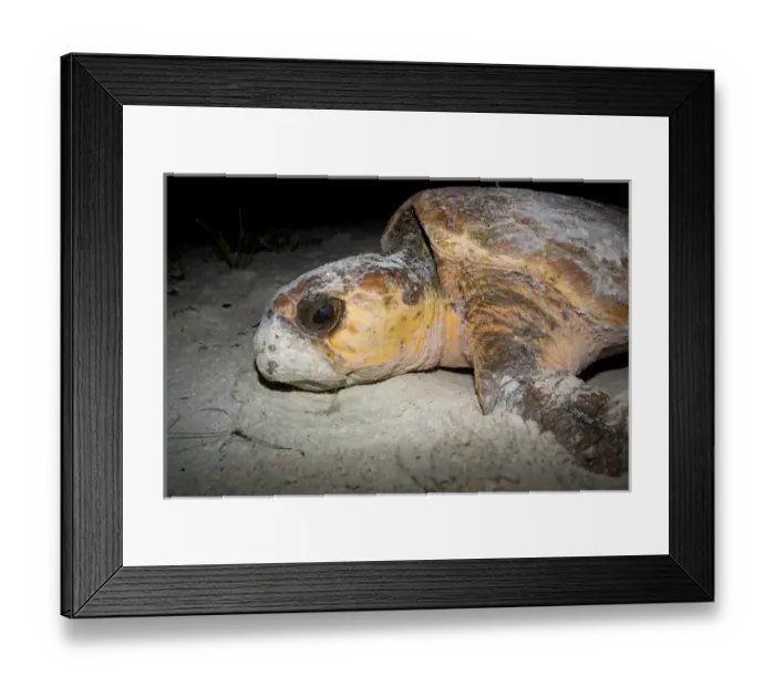 Framed Print : Loggerhead sea turtles, Caretta caretta, are threatened species under the Endangered Species Act Framed Print : Loggerhead sea turtles, Caretta caretta, are threatened species under the Endangered Species Act